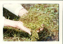 A grass in the hands. - Vintage Photograph