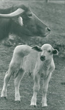 Kessingland Water Buffalo - Vintage Photograph