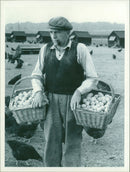 Poultry Chickens and Eggs - Vintage Photograph