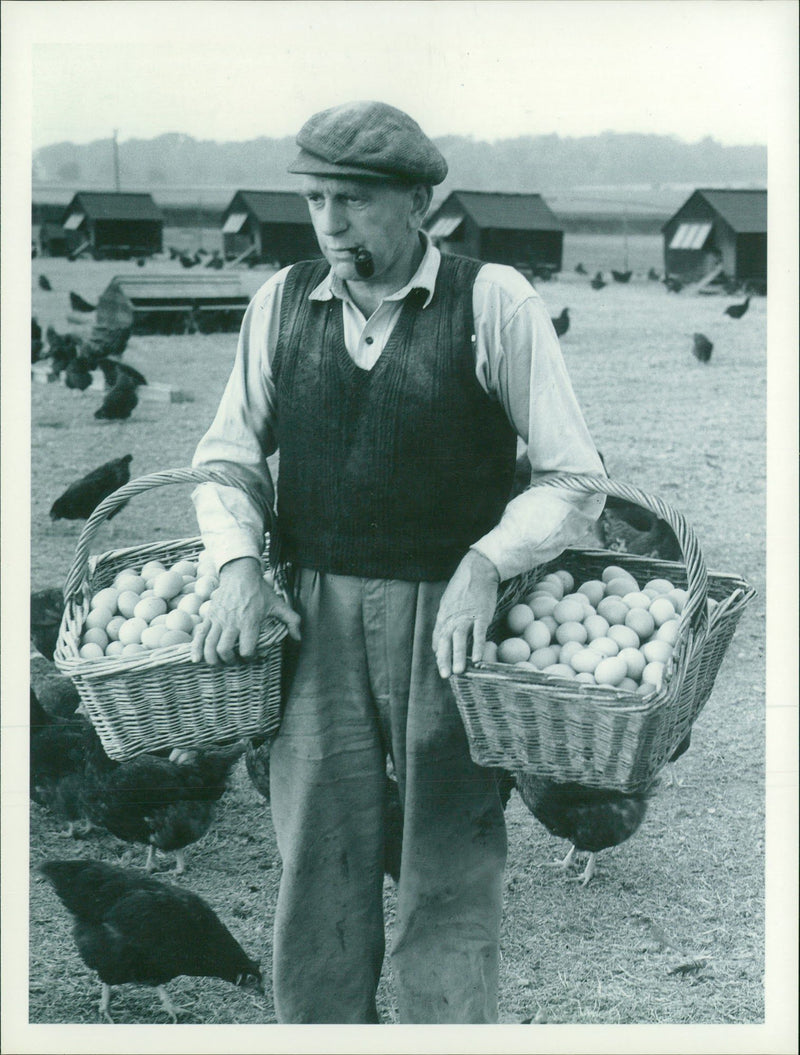 Poultry Chickens and Eggs - Vintage Photograph
