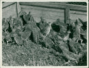 Poultry - Vintage Photograph