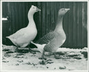Poultry - Vintage Photograph