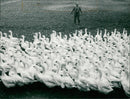 Poultry - Vintage Photograph