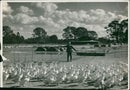 Poultry - Vintage Photograph