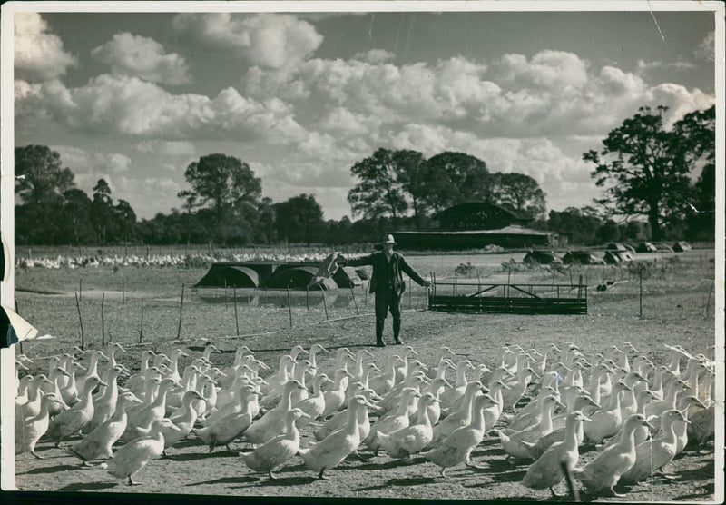 Poultry - Vintage Photograph