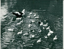 Poultry Goose - Vintage Photograph
