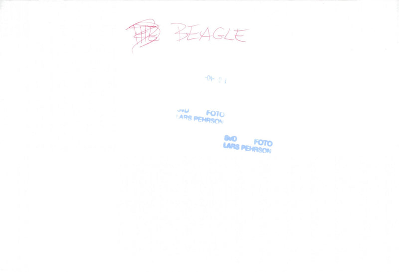 PERSON LARS ARS PHOTO BEAGLE PEHRSON MEMBERS WRITER - Vintage Photograph