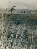 Oulton Broad - Vintage Photograph