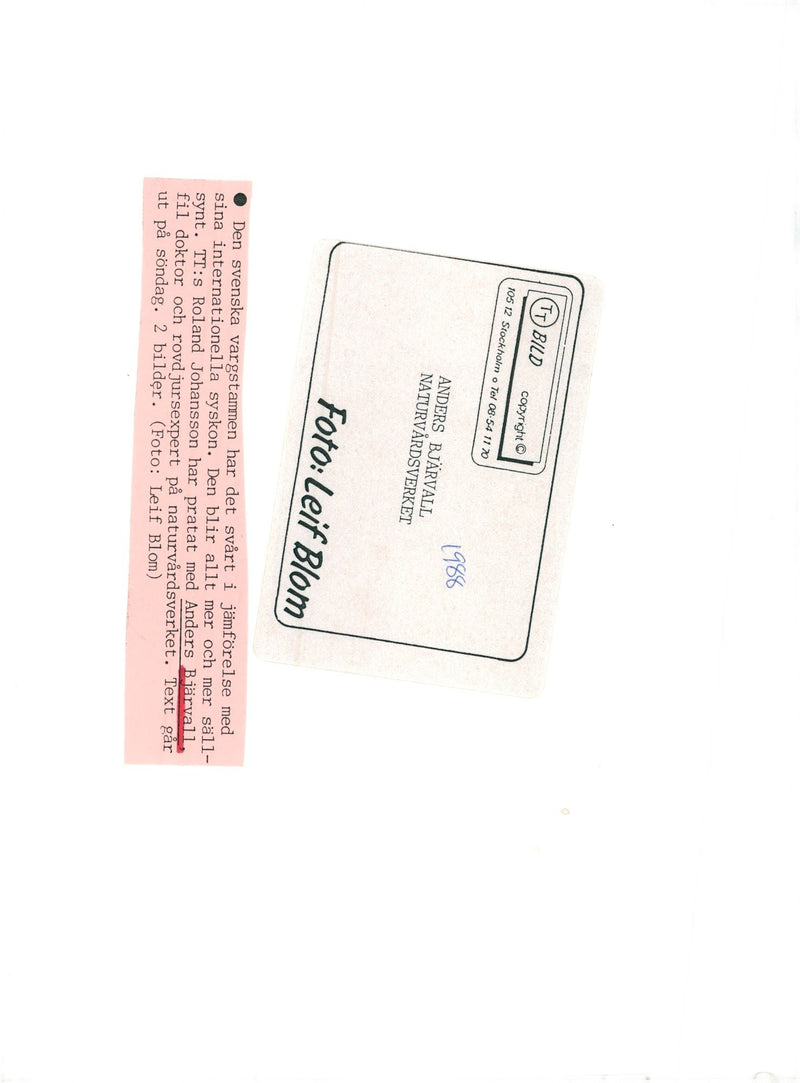 Anders Bjärvall, President of the Nature Conservation Association - Vintage Photograph