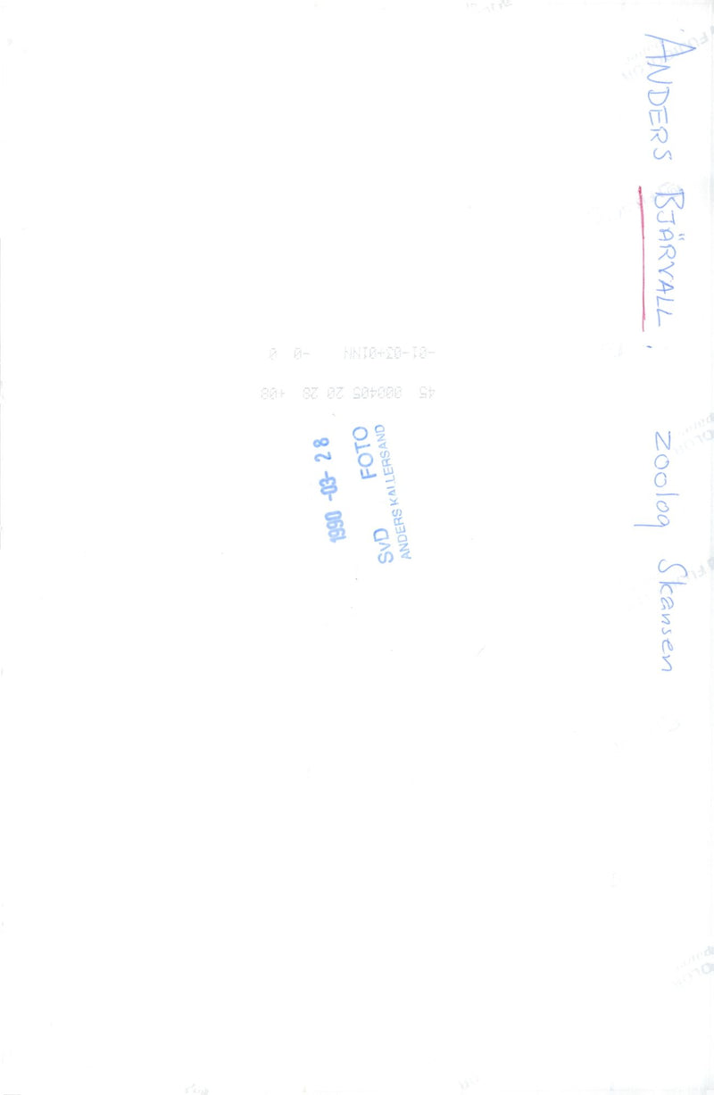 Anders BjÃ¤rvall, President of the Nature Conservation Association - Vintage Photograph