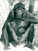Kilverstone Spider Monkey - Vintage Photograph