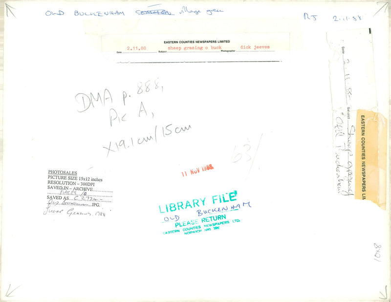 Sheep Grazing Old Buckenham - Vintage Photograph