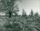 Sheep Grazing Old Buckenham - Vintage Photograph