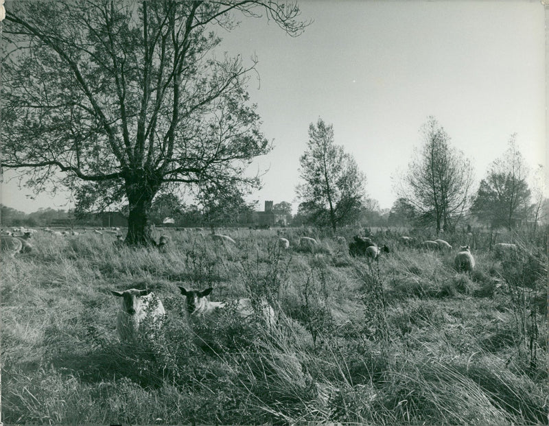 Sheep Grazing Old Buckenham - Vintage Photograph