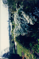 How hill farm garden. - Vintage Photograph