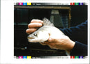 Undated file of a fish called Zander. - Vintage Photograph