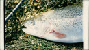 A river trout. - Vintage Photograph