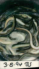 Fish, River - Vintage Photograph