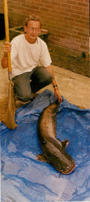 Giant Catfish. - Vintage Photograph