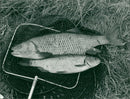Fish River. - Vintage Photograph