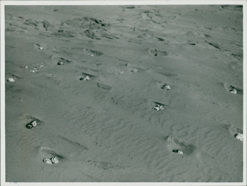 Scroby Sands - Vintage Photograph