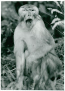 Thrigby Hall Golden Rhesus Monkey - Vintage Photograph