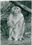 Thrigby Hall Golden Rhesus Monkey - Vintage Photograph