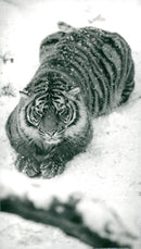 Thrigby Hall Tiger - Vintage Photograph