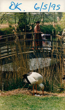 Thrigby Hall - Vintage Photograph