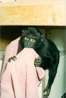 Thrigby Hall Monkey - Vintage Photograph