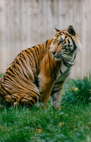 Thrigby Hall Sumatran Tiger - Vintage Photograph
