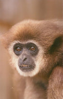 Thrigby Hall - Vintage Photograph