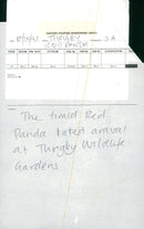 Thrigby Hall Red Panda - Vintage Photograph