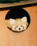 Thrigby Hall Red Panda - Vintage Photograph