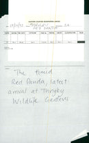 Thrigby Hall Red Panda - Vintage Photograph