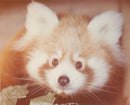 Thrigby Hall Red Panda - Vintage Photograph