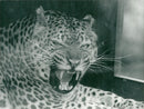 Thrigby Hall Tiger - Vintage Photograph
