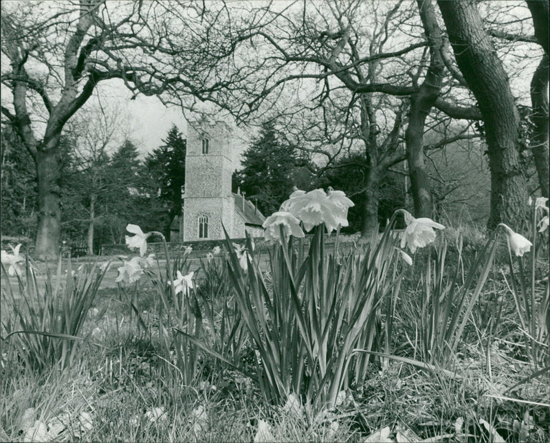 Santon Downham - Vintage Photograph