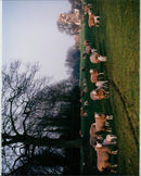 Spring animals at raf marham burrows. - Vintage Photograph