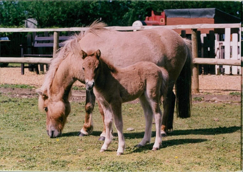 Petitts Animal Park. - Vintage Photograph