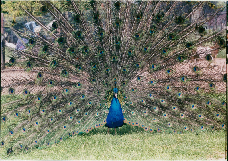 Pettits animal park. - Vintage Photograph