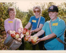 Apple picking. - Vintage Photograph