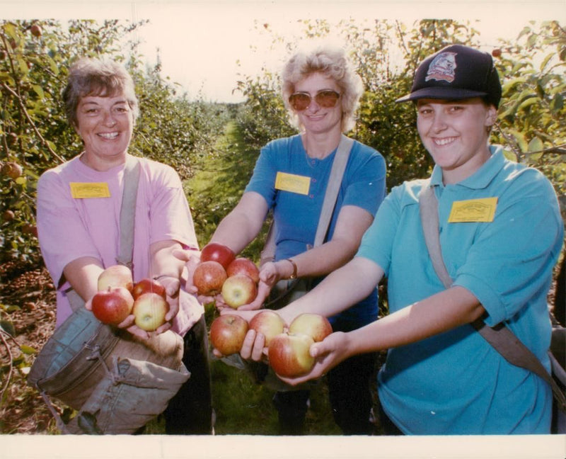 Apple picking. - Vintage Photograph