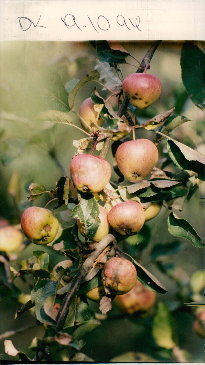 Apples. - Vintage Photograph