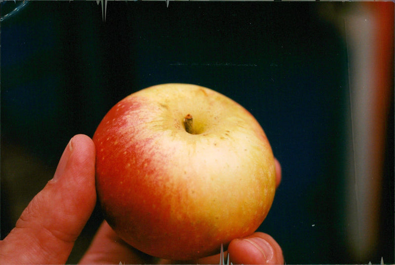 Apples. - Vintage Photograph