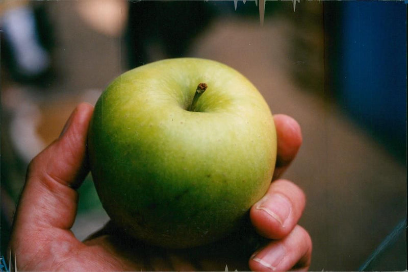 Apples. - Vintage Photograph