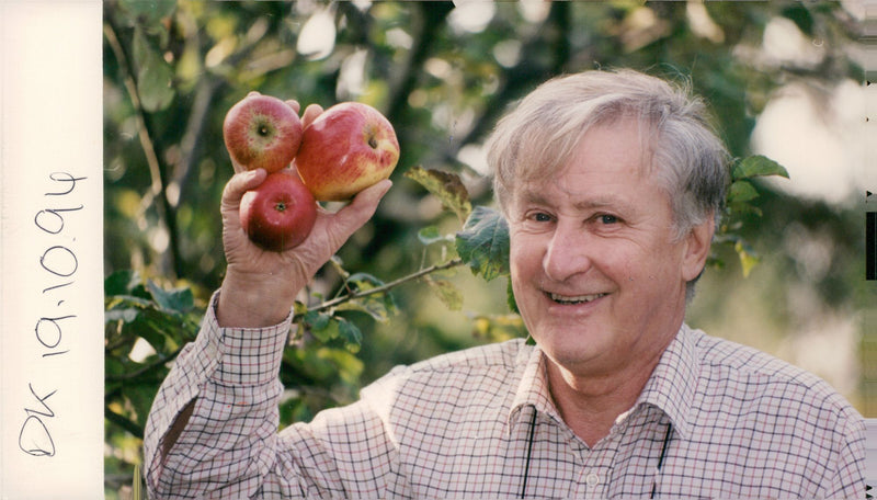 Apples. - Vintage Photograph