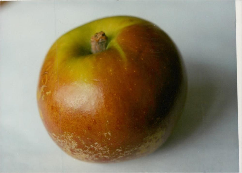 Apple. - Vintage Photograph