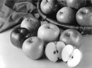 Picture of apples. - Vintage Photograph