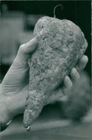 The sugar beet. - Vintage Photograph